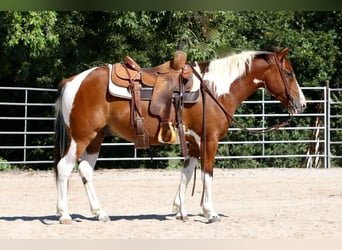 Quarter Pony, Ruin, 5 Jaar, 137 cm, Gevlekt-paard