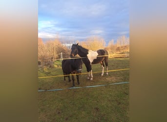 Quarter Pony Mix, Ruin, 5 Jaar, 154 cm, Gevlekt-paard