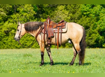 Quarter Pony, Ruin, 5 Jaar, Buckskin