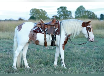 Quarter Pony, Ruin, 5 Jaar, Gevlekt-paard