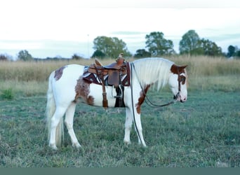 Quarter Pony, Ruin, 5 Jaar, Gevlekt-paard
