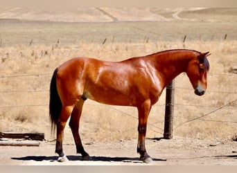 Quarter Pony, Ruin, 5 Jaar