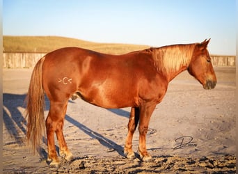Quarter Pony, Ruin, 6 Jaar, 127 cm, Roodvos