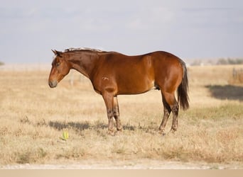 Quarter Pony, Ruin, 6 Jaar, 132 cm, Donkere-vos