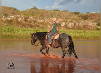 Quarter Pony, Ruin, 6 Jaar, 132 cm, Roan-Blue