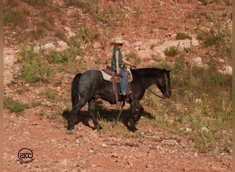 Quarter Pony, Ruin, 6 Jaar, 132 cm, Roan-Blue