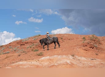 Quarter Pony, Ruin, 6 Jaar, 132 cm, Roan-Blue