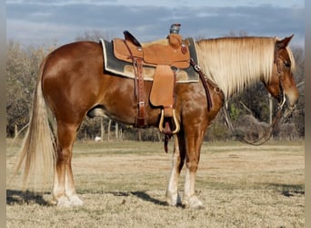 Quarter Pony, Ruin, 6 Jaar, 135 cm, Roodvos