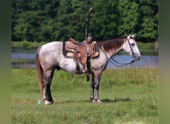 Quarter Pony, Ruin, 6 Jaar, 135 cm, Schimmel