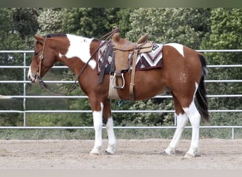 Quarter Pony, Ruin, 6 Jaar, 137 cm, Gevlekt-paard