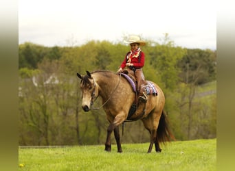 Quarter Pony, Ruin, 6 Jaar, 140 cm, Buckskin