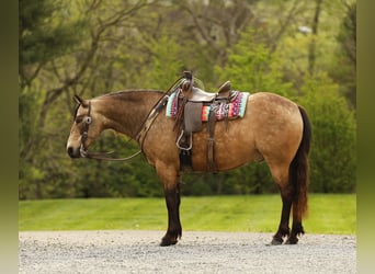 Quarter Pony, Ruin, 6 Jaar, 140 cm, Buckskin