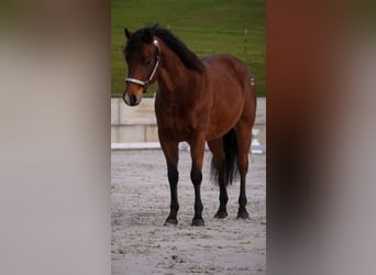 Quarter Pony, Ruin, 6 Jaar, 142 cm, Bruin