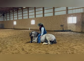 Quarter Pony, Ruin, 6 Jaar, 142 cm, Roan-Red