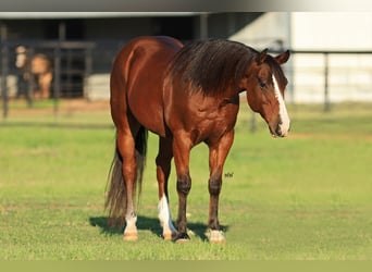Quarter Pony, Ruin, 6 Jaar, 145 cm, Roodbruin