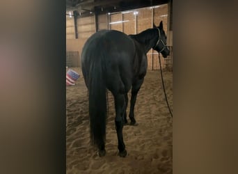 Quarter Pony Mix, Ruin, 6 Jaar, 158 cm, Roan-Bay