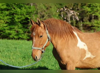 Quarter Pony, Ruin, 6 Jaar, Gevlekt-paard