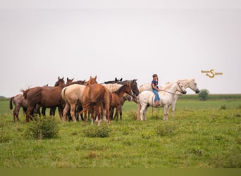 Quarter Pony Mix, Ruin, 7 Jaar, 119 cm, Schimmel