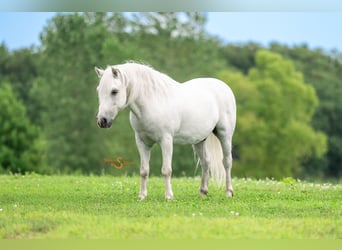 Quarter Pony Mix, Ruin, 7 Jaar, 119 cm, Schimmel