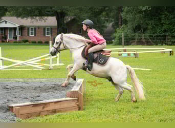 Quarter Pony Mix, Ruin, 7 Jaar, 119 cm, Schimmel