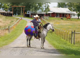 Quarter Pony, Ruin, 7 Jaar, 127 cm, Schimmel
