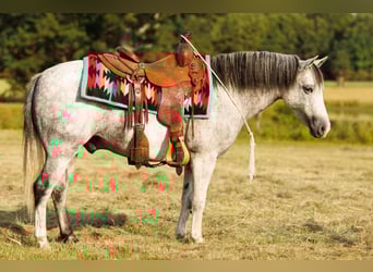 Quarter Pony, Ruin, 7 Jaar, 127 cm, Schimmel