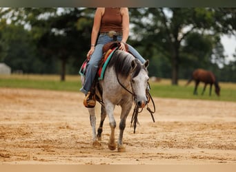 Quarter Pony, Ruin, 7 Jaar, 127 cm, Schimmel