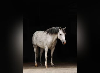 Quarter Pony, Ruin, 7 Jaar, 127 cm, Schimmel