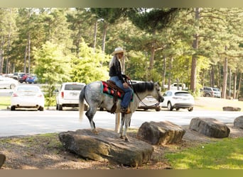 Quarter Pony, Ruin, 7 Jaar, 127 cm, Schimmel