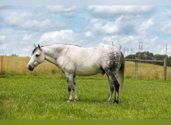 Quarter Pony, Ruin, 7 Jaar, 127 cm, Schimmel