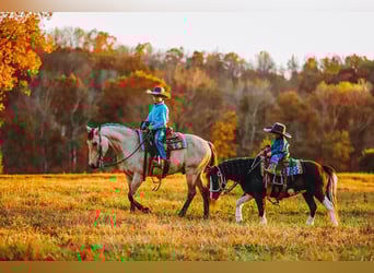 Quarter Pony, Ruin, 7 Jaar, 132 cm, Buckskin