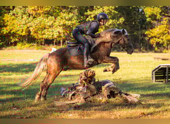 Quarter Pony, Ruin, 7 Jaar, 137 cm, Palomino