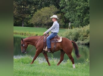 Quarter Pony, Ruin, 7 Jaar, 147 cm, Donkere-vos