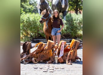 Quarter Pony, Ruin, 7 Jaar, Roodbruin