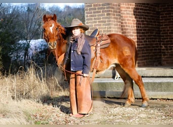 Quarter Pony, Ruin, 8 Jaar, 122 cm, Roodvos