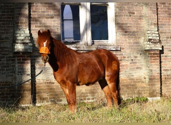 Quarter Pony, Ruin, 8 Jaar, 122 cm, Roodvos