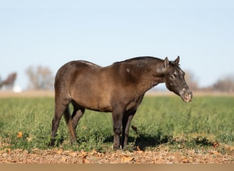 Quarter Pony, Ruin, 8 Jaar, 122 cm