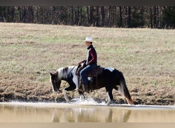 Quarter Pony, Ruin, 8 Jaar, 130 cm, Gevlekt-paard