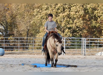 Quarter Pony, Ruin, 8 Jaar, 132 cm, Buckskin