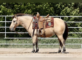 Quarter Pony, Ruin, 8 Jaar, 132 cm, Buckskin