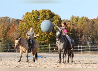 Quarter Pony, Ruin, 8 Jaar, 132 cm, Buckskin