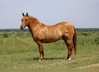 Quarter Pony, Ruin, 8 Jaar, 132 cm, Falbe