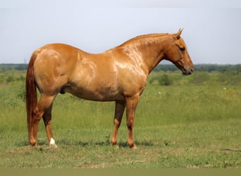 Quarter Pony, Ruin, 8 Jaar, 132 cm, Falbe