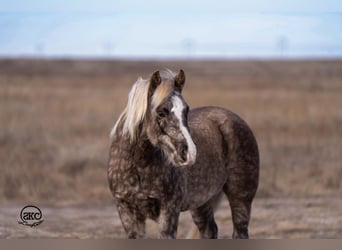 Quarter Pony, Ruin, 8 Jaar, 132 cm, Schimmel