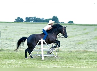 Quarter Pony, Ruin, 8 Jaar, 132 cm, Zwart