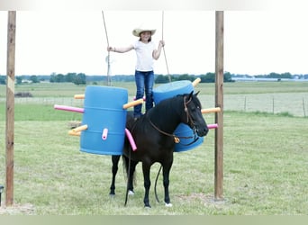 Quarter Pony, Ruin, 8 Jaar, 132 cm, Zwart