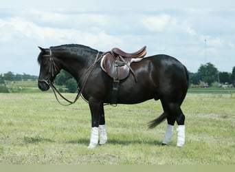 Quarter Pony, Ruin, 8 Jaar, 132 cm, Zwart