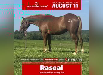 Quarter Pony, Ruin, 8 Jaar, 135 cm, Roodvos