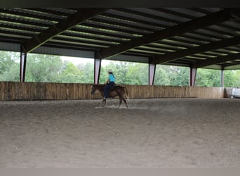 Quarter Pony, Ruin, 8 Jaar, 135 cm, Roodvos