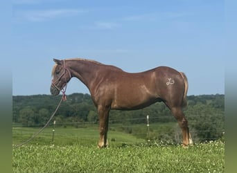 Quarter Pony, Ruin, 8 Jaar, 135 cm, Roodvos